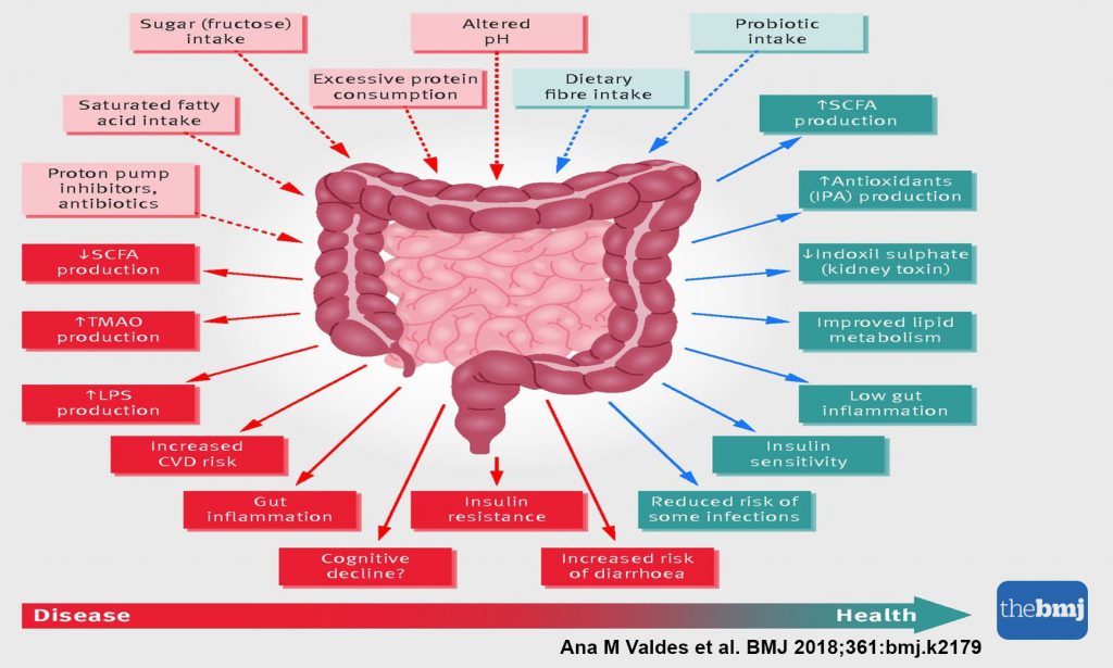 Le microbiome intestinal dans la santé et la maladie  