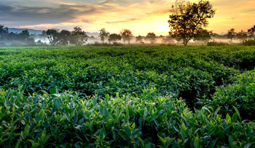 Green Tea Extract: Better than Metformin for Glycemic Control Green Tea Extract: Better than Metformin for Glycemic Control