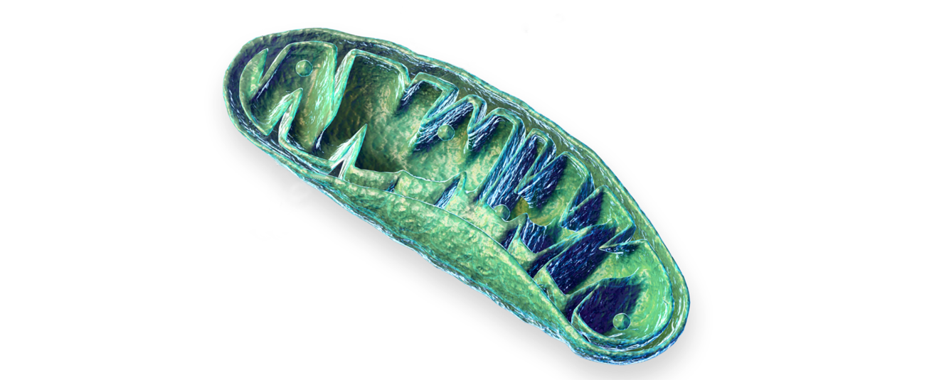 A System's Science View of Mitochondria as Dynamic, Highly ...