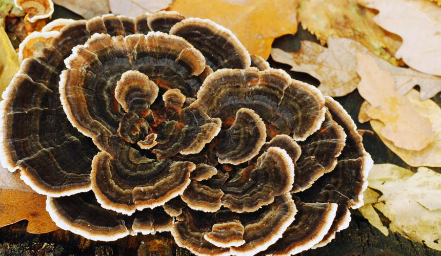 Updates on Medicinal Mushrooms for Cancer Updates on Medicinal Mushrooms for Cancer