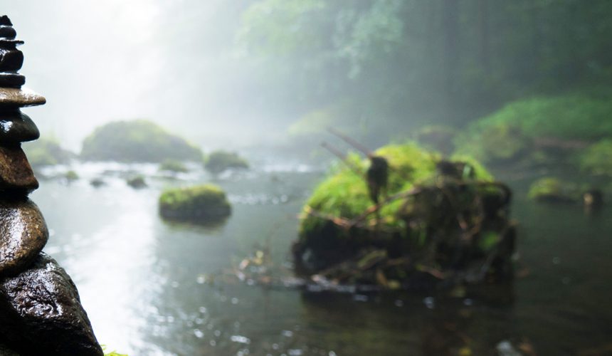 Webinars on Pain, Inflammation and Medicinal Mushrooms Webinars on Pain, Inflammation and Medicinal Mushrooms