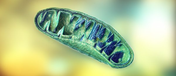 The role of mitochondria during viral infections by Dr David W Lescheid ...