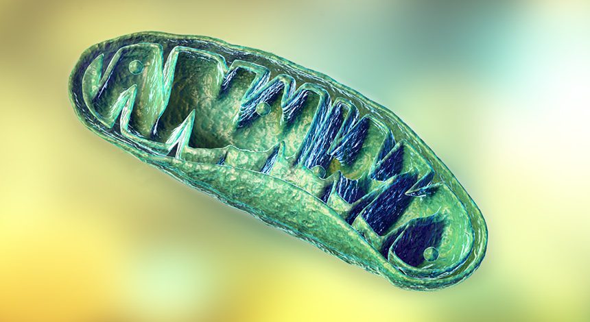 The role of mitochondria during viral infections by Dr. David W Lescheid, PhD The role of mitochondria during viral infections by Dr. David W Lescheid, PhD