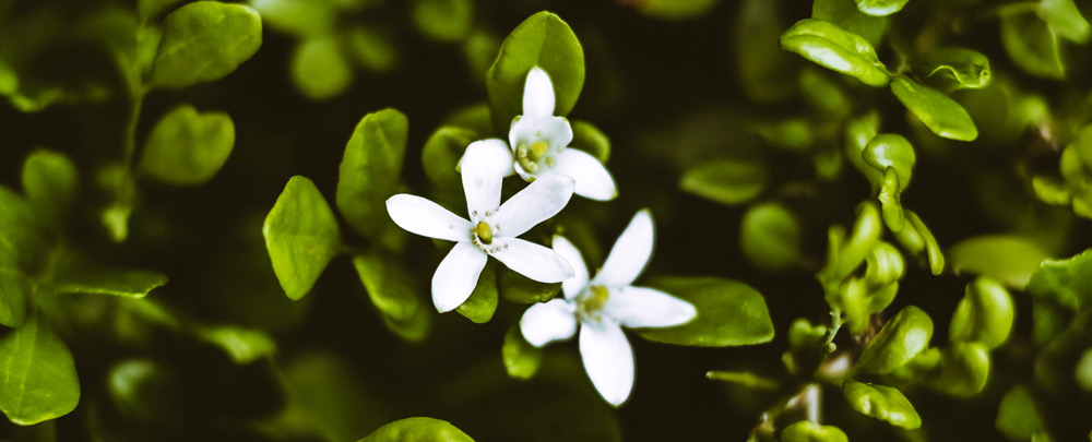 Bacopa for the Aging Brain by Dr Tori Hudson