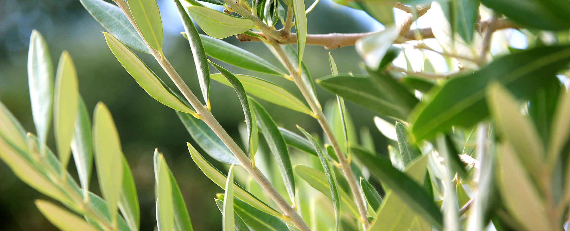 Olive Leaf for Herpes simplex